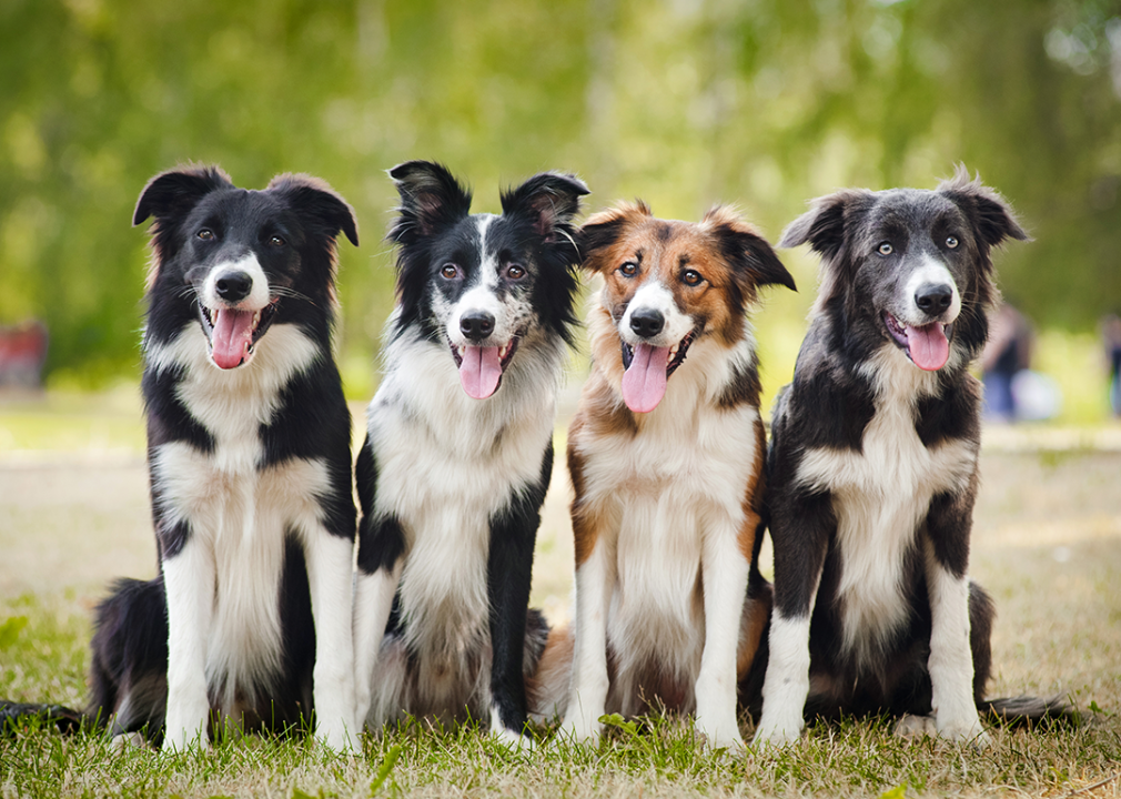 #6. Border collie